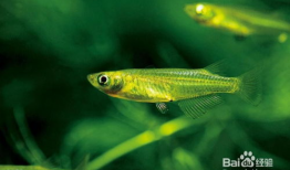 青鳉鱼,探寻青鳉鱼的生态奥秘与观赏价值